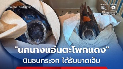 เจ้าหน้าที่ สบอ.13 (แพร่) ช่วยเหลือ "นกนางแอ่นตะโพกแดง" ได้รับบาดเจ็บจากการบินชนกระจก มีอาการอ่อนแรง จนท. เร่งฟื้นฟูสุขภาพ ก่อนปล่อยคืนธรรมชาติ
