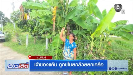 เจ้าของแค้น ถูกขโมยกล้วยยกเครือ จ.บุรีรัมย์