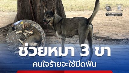 ช่วยหมาพิการ มี 3 ขา ถูกคนใจร้ายจะใช้มีดฟัน
