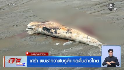 เศร้า พบซากวาฬบรูด้าเกยตื้นอ่าวไทย จ.สมุทรปราการ