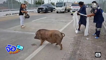 วุ่น ! ไล่จับหมูป่าน้ำหนัก 100 กิโลกรัม