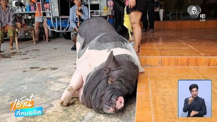 "เจ้าสะดิ้ง" หมูแคระ น้ำหนัก 200 กก.
