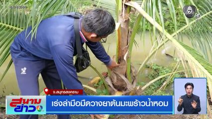 เร่งล่ามือมืดวางยาต้นมะพร้าวน้ำหอม