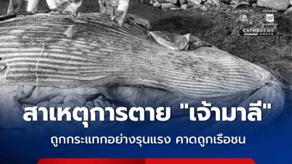 เผยผลชันสูตร “เจ้ามาลี” วาฬบรูด้า บางปู ตาย เพราะถูกแรงกระแทกอย่างรุนแรง วอนชาวเรือลดความเร็ว