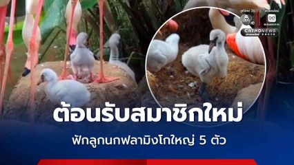 สวนสัตว์ขอนแก่น ต้อนรับสมาชิกใหม่ ฟักลูกนกฟลามิงโก้ใหญ่ 5 ตัว