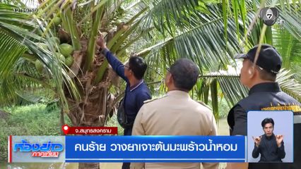 คนร้าย วางยาเจาะต้นมะพร้าวน้ำหอม