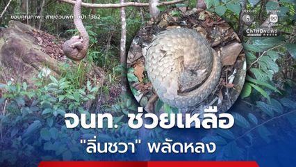 เจ้าหน้าที่ สบอ.7 (นครราชสีมา) ช่วยเหลือ "ลิ่นชวา" พลัดหลง พบสุขภาพร่างกายสมบูรณ์ แข็งแรง จนท. นำปล่อยคืนสู่ธรรมชาติเรียบร้อย