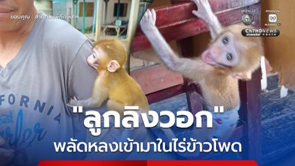 “ลูกลิงวอก” พลัดหลงเข้ามาในไร่ข้าวโพด