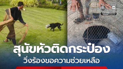 สุนัขหัวติดกระป๋อง วิ่งร้องขอความช่วยเหลือ  เจ้าหน้าที่ - ชาวบ้านช่วยกันวุ่น ใช้ทั้งแหและสุ่มไก่ช่วยกันล้อมจับ