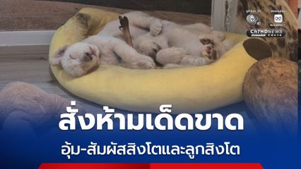 เจ้าหน้าที่ส่วนอนุรักษ์สัตว์ป่า สั่งห้ามนักท่องเที่ยวอุ้ม-สัมผัสสิงโตและลูกสิงโต เด็ดขาด หลังกัดหน้านักท่องเที่ยวจีน