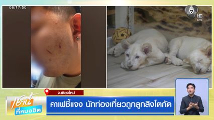 คาเฟชี้แจง นักท่องเที่ยวถูกลูกสิงโตกัด