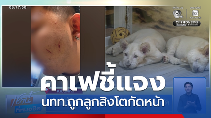 คาเฟชี้แจง นักท่องเที่ยวถูกลูกสิงโตกัด