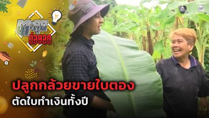 ตะลุยต่อยอด : ปลูกกล้วยขายใบตอง ตัดใบทำเงินทั้งปี