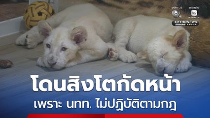 คาเฟสิงโตแจง นักท่องเที่ยวจีนโดนกัดหน้า เพราะไม่ปฏิบัติตามกฎ