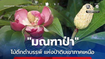 “มณฑาป่า” ไม้ดึกดำบรรพ์แห่งป่าดิบเขาภาคเหนือ ดอกสวยกลีบอวบหนาสีม่วงอมเขียวปนแดง