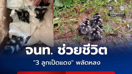 เจ้าหน้าที่เขตห้ามล่าสัตว์ป่าภูฟ้า ช่วยชีวิต “3 ลูกเป็ดแดง” พลัดหลง นำไปฟื้นฟู ก่อนปล่อยคืนสู่ธรรมชาติ