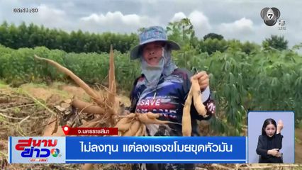 ไม่ลงทุน แต่ลงแรงขโมยขุดหัวมัน