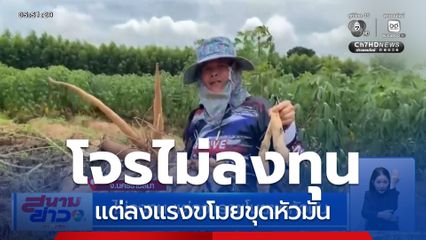 ไม่ลงทุน แต่ลงแรงขโมยขุดหัวมัน