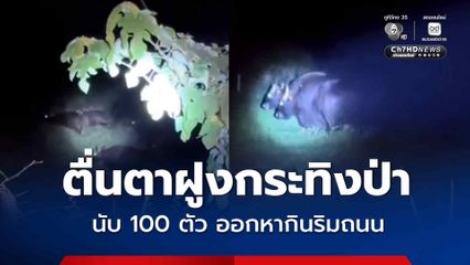 ตื่นตาฝูงกระทิงป่า นับ 100 ตัว ออกหากินริมถนน