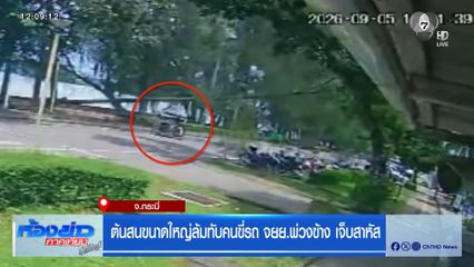 ต้นสนขนาดใหญ่ล้มทับคนขี่รถ จยย.พ่วงข้าง เจ็บสาหัส