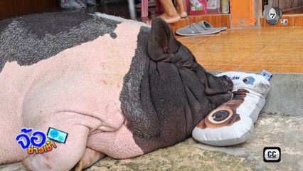 เจ้าสะดิ้ง หมูแคระ น้ำหนัก 200 กก.