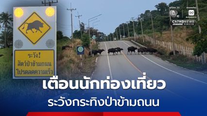 โปรดระวังฝูง “กระทิงป่า” ข้ามถนน ในพื้นที่ “วังน้ำเขียว-เขาใหญ่”