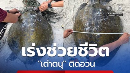 จนท. อช.ตะรุเตา เร่งช่วยชีวิต "เต่าตนุ" ติดอวน จนท. ช่วยปฐมพยาบาล นำเศษอวนออก ก่อนปล่อยคืนธรรมชาติ