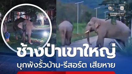 ช้างป่าเขาใหญ่ พังรั้วบ้านและบุกรีสอร์ต