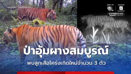 ป่าอุ้มผางสมบูรณ์ พบลูกเสือโคร่งเกิดใหม่จำนวน 3 ตัว