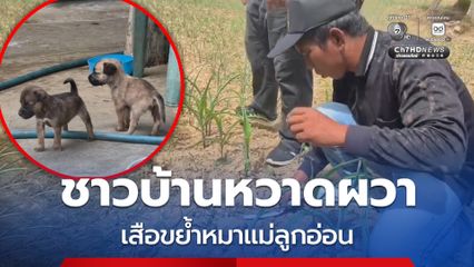 พบเสือขย้ำสุนัขแม่ลูกอ่อนตายไป 1 ตัว