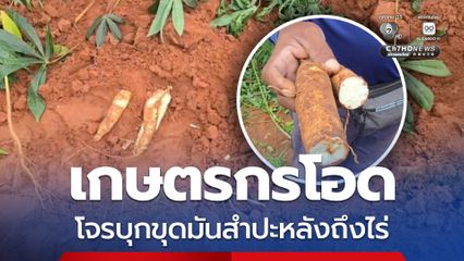เกษตรกร จ.บุรีรัมย์ โอด ! ถูกโจรบุกขุดมันสำปะหลังถึงในไร่ หลังราคามันสำปะหลังพุ่งสูง มีเกษตรกรเสียหายเป็นจำนวนมาก