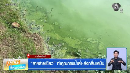 สาหร่ายเขียว ทำคุณภาพน้ำต่ำ-ส่งกลิ่นเหม็น