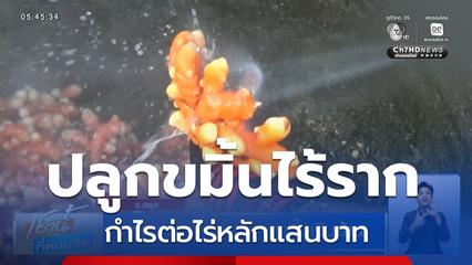 เกษตรกรยืนยิ้มในดงขมิ้นเงินล้าน