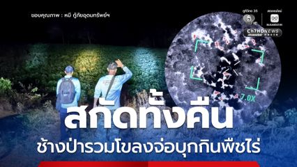ช้างป่ารวมโขลง จ่อบุกกินพืชไร่ชาวบ้านวังน้ำเขียว