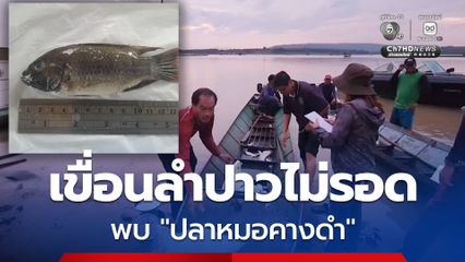 เขื่อนลำปาวสะเทือน ! หลังผลตรวจแล็บเบื้องต้นยืนยันชัด "ปลาหมอคางดำ" ได้แพร่เข้าสู่เขื่อนแล้ว