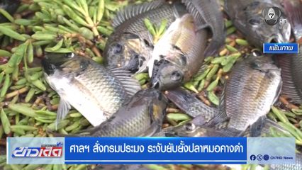 ศาลฯ สั่งกรมประมง ระงับยับยั้งปลาหมอคางดำ