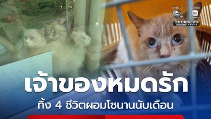 ทิ้งแมวแร็กดอลล์ 4 ชีวิตไว้ในบ้านนานนับเดือน—ผอมโซ อาหารขึ้นรา ไม่มีน้ำ เจ้าของบ้านเงียบหาย ติดต่อไม่ได้
