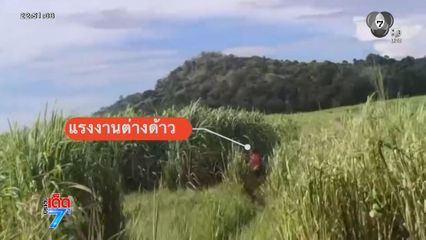 เจ้าหน้าที่บุกจับ แรงงานเถื่อนวิ่งหนีป่าราบ