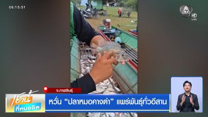 หวั่น "ปลาหมอคางดำ" แพร่พันธุ์ทั่วอีสาน