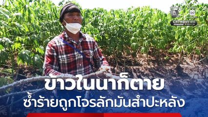 เกษตรกรช้ำหนัก ข้าวในนายืนต้นตาย ซ้ำร้ายถูกขโมยหัวมันสำปะหลัง