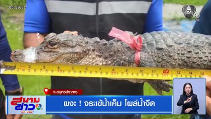 ผงะ ! จระเข้น้ำเค็ม โผล่น้ำจืด จ.สมุทรปราการ