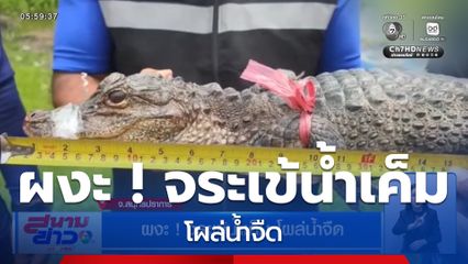 ผงะ ! จระเข้น้ำเค็ม โผล่น้ำจืด จ.สมุทรปราการ
