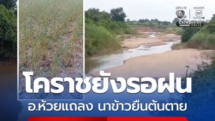 อ.ห้วยแถลง นาข้าวยืนต้นตาย เขื่อนทุกแห่งในโครราชยังรอพายุฝน