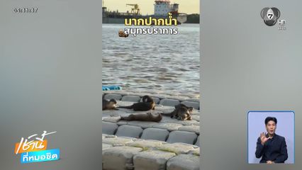 FC เฝ้าชม "ฝูงนาก" จ.สมุทรปราการ
