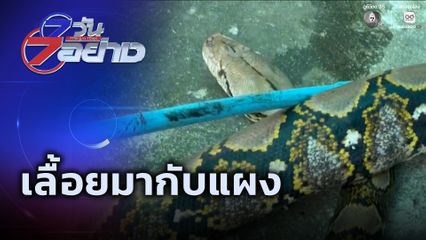 7 วัน 7 อย่าง : เลื้อยมากับแผง