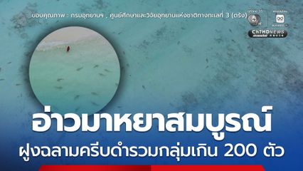 อ่าวมาหยาสมบูรณ์ ฝูงฉลามครีบดำรวมกลุ่มเกิน 200 ตัว