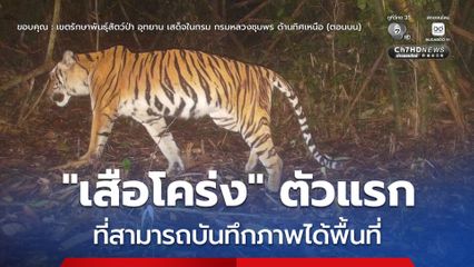 “เสือโคร่ง” ตัวแรก ที่สามารถบันทึกภาพได้พื้นที่