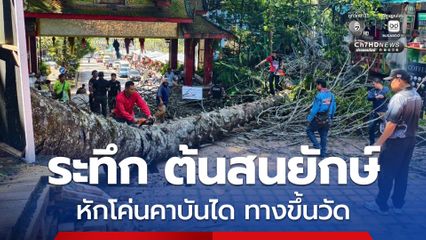ระทึก ต้นสนยักษ์อายุ 61 ปี หักโค่นคาบันไดนาค ทางขึ้นวัดพระธาตุดอยสุเทพ #เชียงใหม่ โชคดีไร้คนเจ็บ