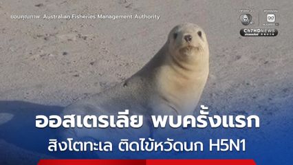 ออสเตรเลียพบ “สิงโตทะเลออสเตรเลีย” ใกล้สูญพันธุ์ ติดเชื้อไวรัสไข้หวัดนก สายพันธุ์ H5N1 ครั้งแรก