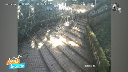 วินาทีต้นสนยักษ์หักโค่นบนดอยสุเทพ